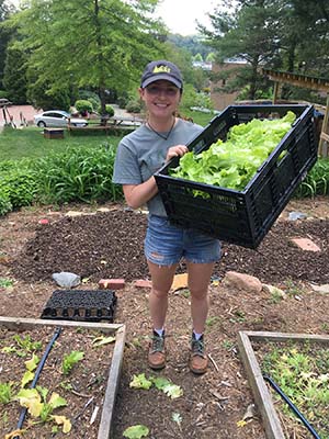 harvesting lettuce