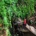 Frog in Costa Rica