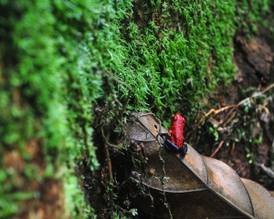 Frog in Costa Rica